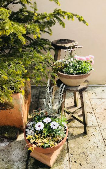 春色の寄せ植え 株式会社 樹 暮らしを変える庭 春色の寄せ植え 株式会社 樹 暮らしを変える庭